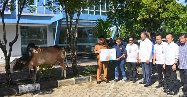 Wako Hendri Septa Salurkan 6 Ekor Sapi Kurban Bank Nagari